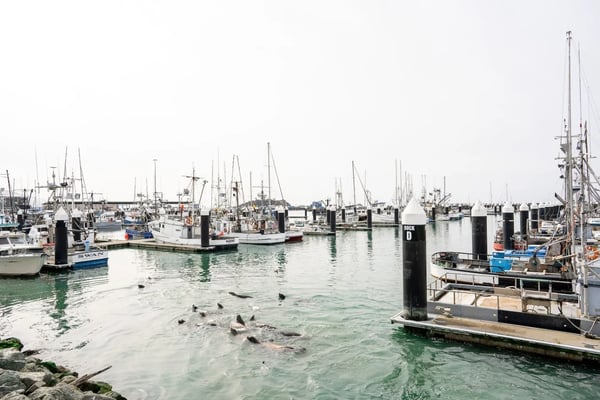 Busy fishing harbor with numerous sailboats and fishing vessels moored at wooden docks, calm turquoise water, and seals in foreground
